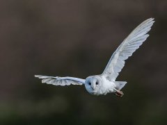 Gordon Mills-Barn Owl in flight-Highly Commended.jpg